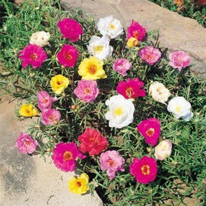 PORTULACA GRANDIFLORA MIX 10.000 seeds Moss Rose Double Mix image 3