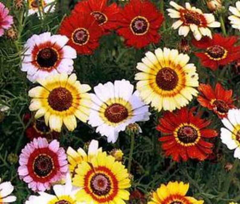 CHRYSANTHEMUM CARINATUM Daisy Painted 400 seeds Etsy