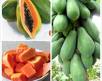 Op de afbeelding: Een close-up van een gehalveerde papaya, die het oranje vruchtvlees en de zwarte zaden laat zien. De afbeelding toont ook een tros groene papaya's die aan een boom hangen.