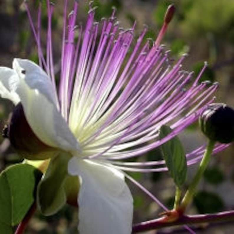 CAPPARIS SPINOSA Caper Bush 80 seeds Perennial Herb Etsy