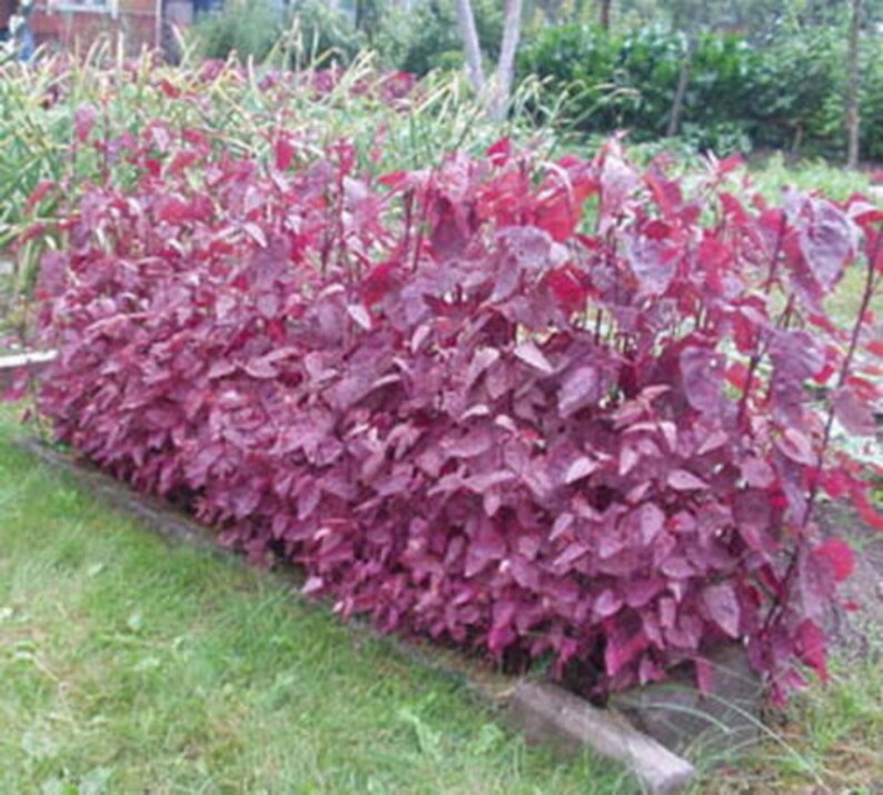 RED ORACH Atriplex hortensis 300 seeds Salad Vegetable Etsy