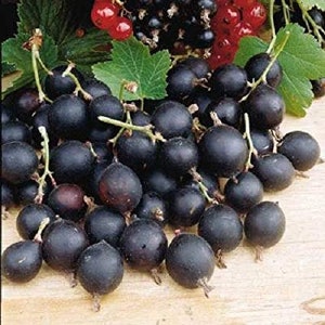 JOSTABERRY (50 SAMEN) Ribes nidigrolaria - Dies ist eine Johannisbeer-Stachelbeerkreuz!