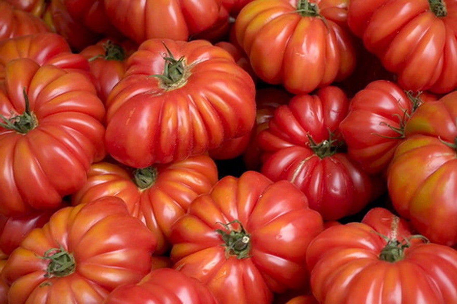 Семена помидор старые. Costoluto Genovese томат. Томат сорт Костолуто Дженовезе. Томат кусиолуто Флоринтино. Томат сорт Костолуто Фиорентино.