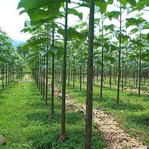 Paulownia ELONGATA oder SHAN TONG oder Tometosa 50 Samen Bild 1