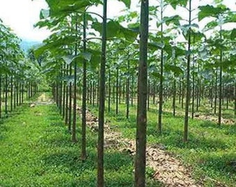 Paulownia ELONGATA lub SHAN TONG lub Tometosa (100 nasion)