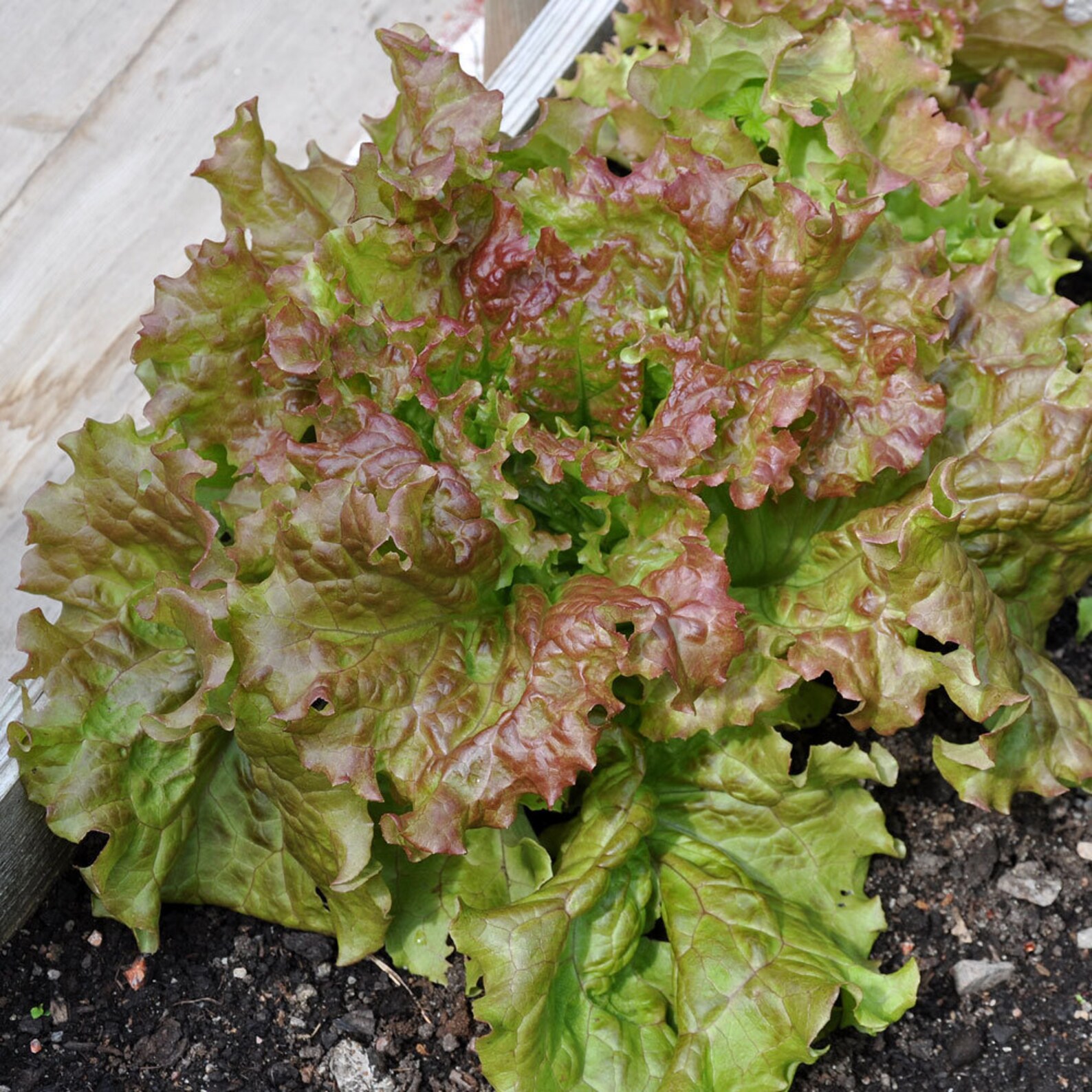 LETTUCE AMERICAN BROWN 3000 seeds Etsy
