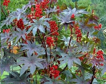 Castor Bean - RICINUS COMMUNIS Gibsonii (10 seeds)