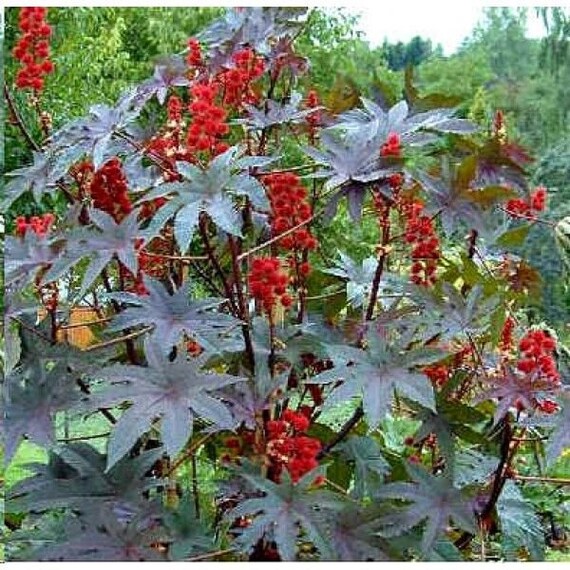 Castor Bean RICINUS COMMUNIS Gibsonii 15 seeds Etsy