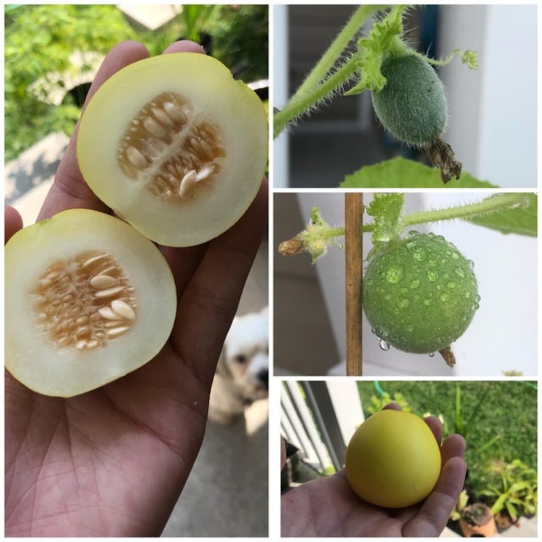 メロン ページ MANGO MELON (20 seeds) Vine Peach - Etsy 日本
