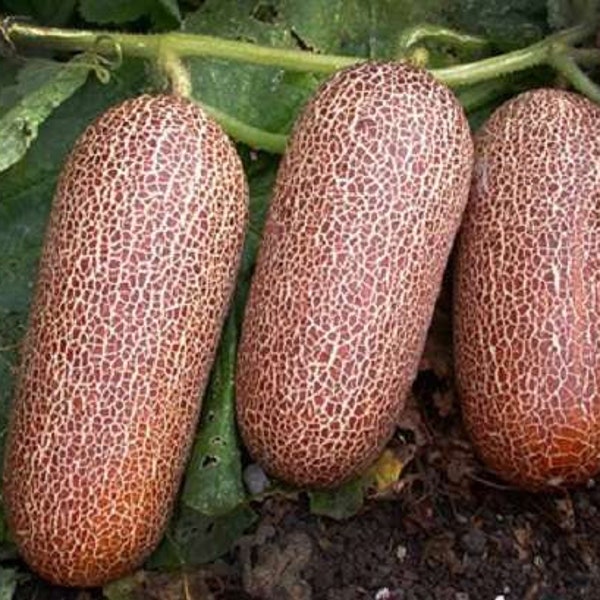 CUCUMBER POONA KHEERA (30 seeds) Heirloom - Disease resistant cucumber!