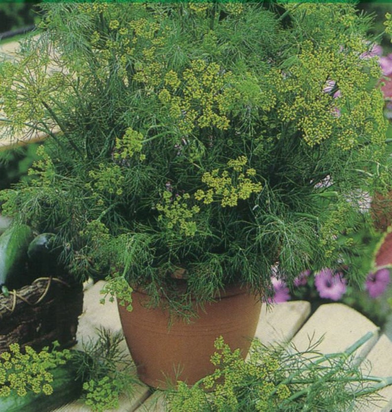 DILL Graveolens 4000 SEEDS Etsy