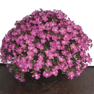 SAPONARIA OCYMOIDEA PINK Perennial 500 seeds image 2