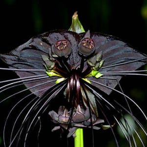 TACCA BAT FLOWER Black Tacca Chantrieri 5 seeds image 1