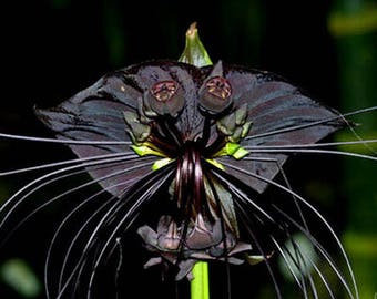 TACCA BAT FLOWER Black - Tacca Chantrieri (5 seeds)