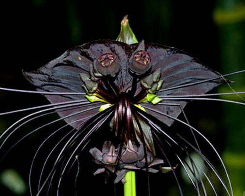 TACCA BAT FLOWER Black Tacca Chantrieri 5 seeds image 1