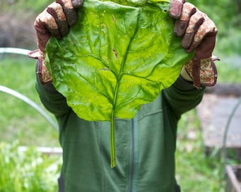 Puede incluir: Una persona está sosteniendo una hoja grande y verde frente a su cara. La hoja está siendo sostenida por dos manos que llevan guantes de jardinería marrones y blancos. La persona lleva una chaqueta verde.