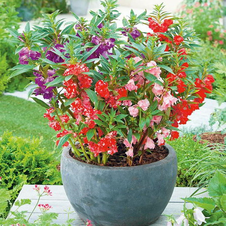 IMPATIENS BALSAMINA 100 GRAINES image 1