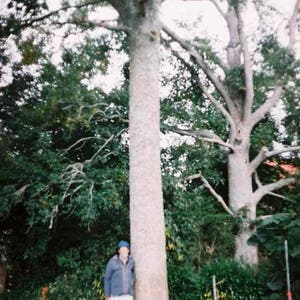 Paulownia ELONGATA or SHAN TONG or Tometosa 50 seeds image 7