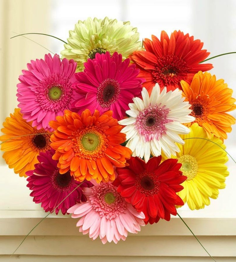 GERBERA JAMESONII MIX African Daisy 30 Seeds Perennial Etsy