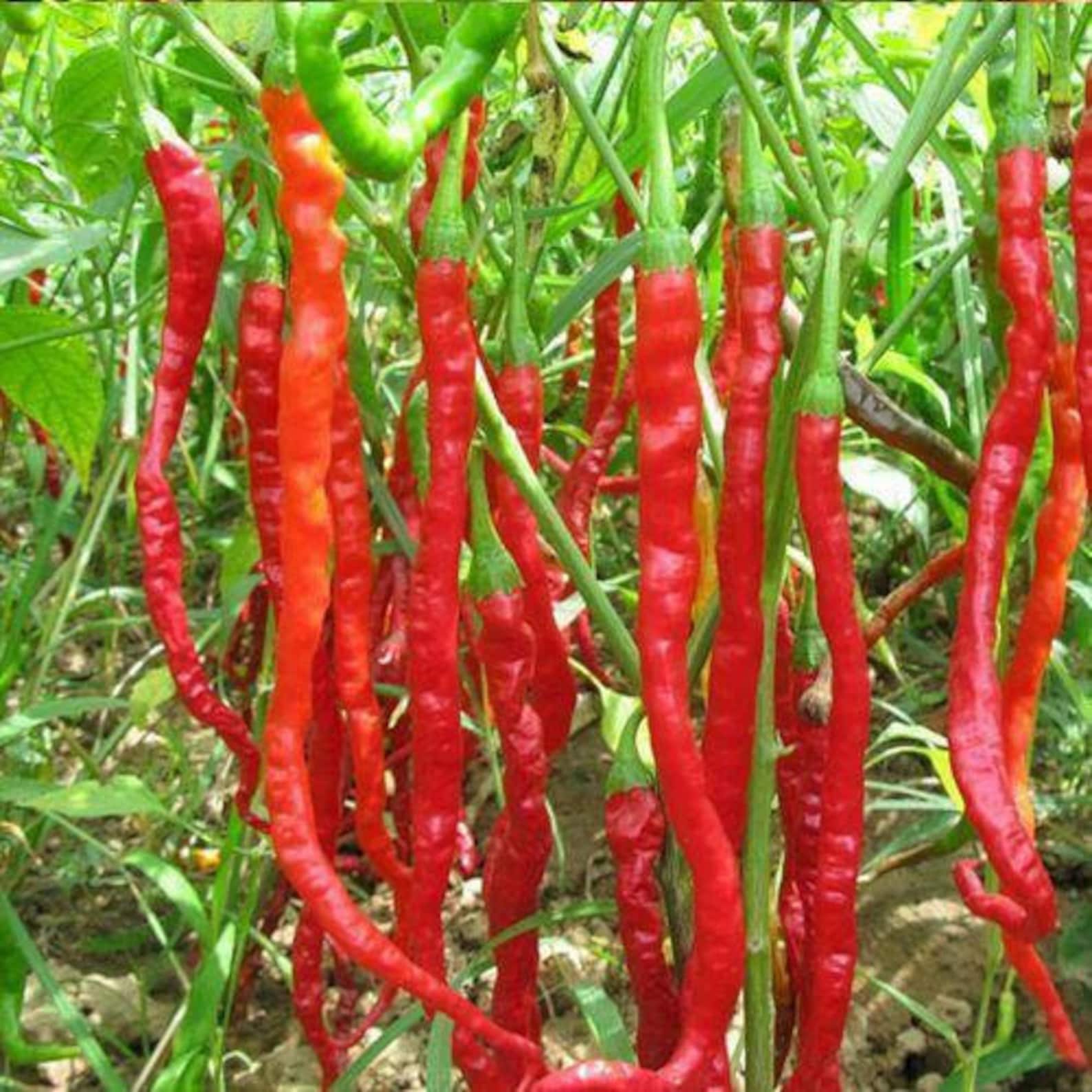 Chilli Cayenne Long Slim Red 50 seeds Etsy