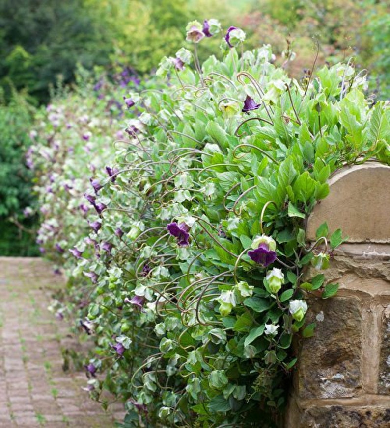 COBAEA SCANDENS Cup and saucer vine 5 seeds climber Etsy