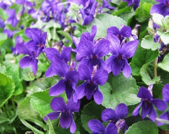 VIOLA ODORATA - Queen charlotte (200 Seeds) PERENNIAL flower