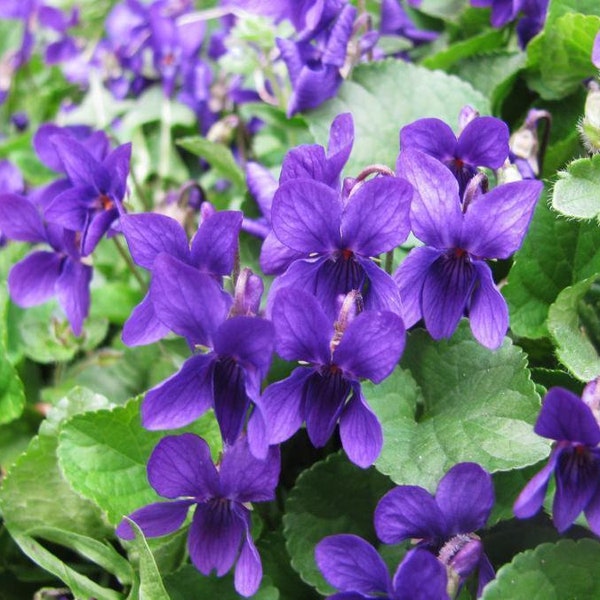 VIOLA ODORATA - Queen charlotte (200 Seeds) PERENNIAL flower