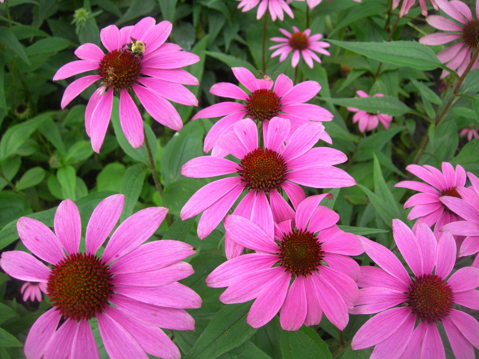 ECHINACEA PURPUREA Ruby Star 200 seeds Perennial Herb Etsy