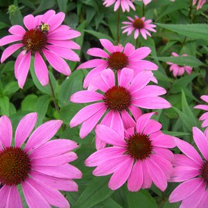 Peut inclure: Gros plan sur des rudbeckies pourpres en fleurs. Les fleurs ont un centre rouge foncé et sont entourées de feuilles vertes.