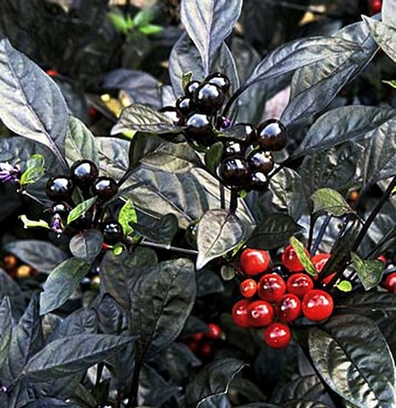 CHILLI BLACK PEARL Chilli 50 Seeds Very Hot Perfect for Etsy