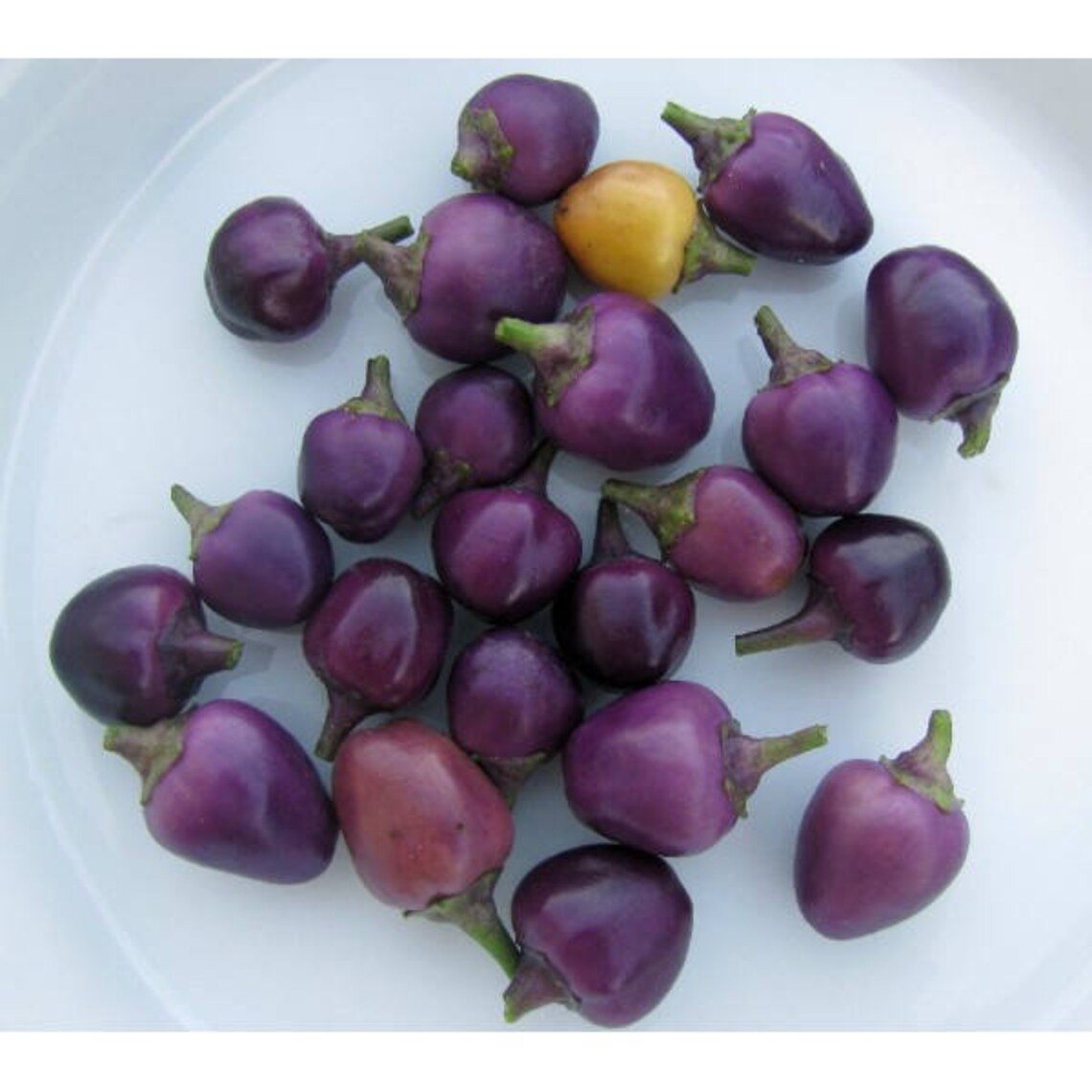 Hot Chilli Pepper Filius Blue 25 SEEDS Etsy