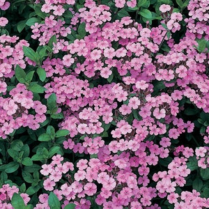 SAPONARIA OCYMOIDEA PINK Perennial 500 seeds image 4