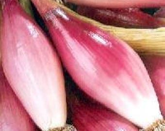 Onion - Shallot - ROSSA LUNGA di FIRENZE (500 seeds)