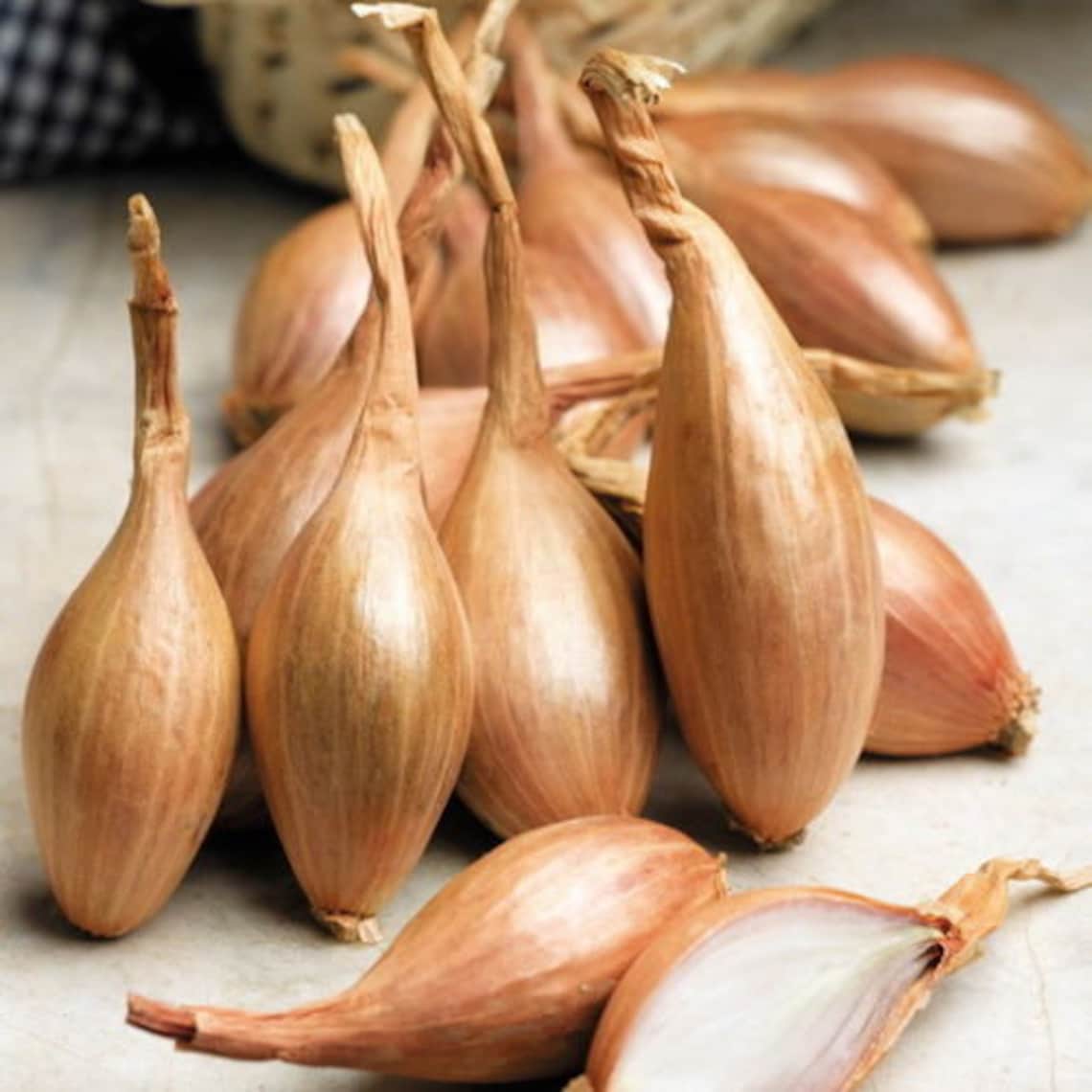 ONION SHALLOT ZEBRUNE 500 seeds Etsy