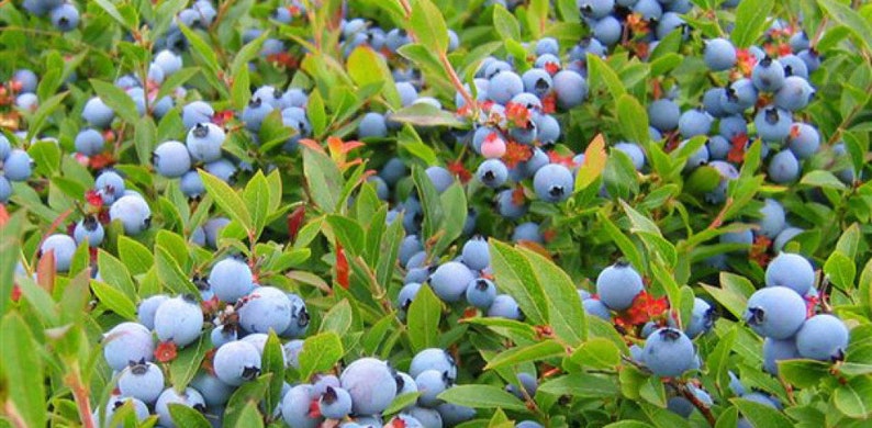 BILBERRY 100 seeds VACCINIUM MYRTILLUS image 2