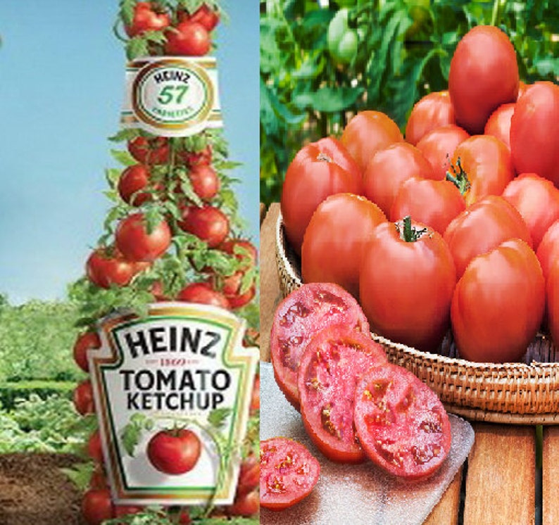 TOMATO 'HEINZ 1370' Heirloom Ketchup Tomato 500 Etsy