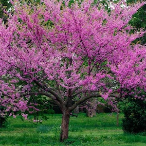 CERCIS SILIQUASTRUM 50 seeds Judas tree image 2