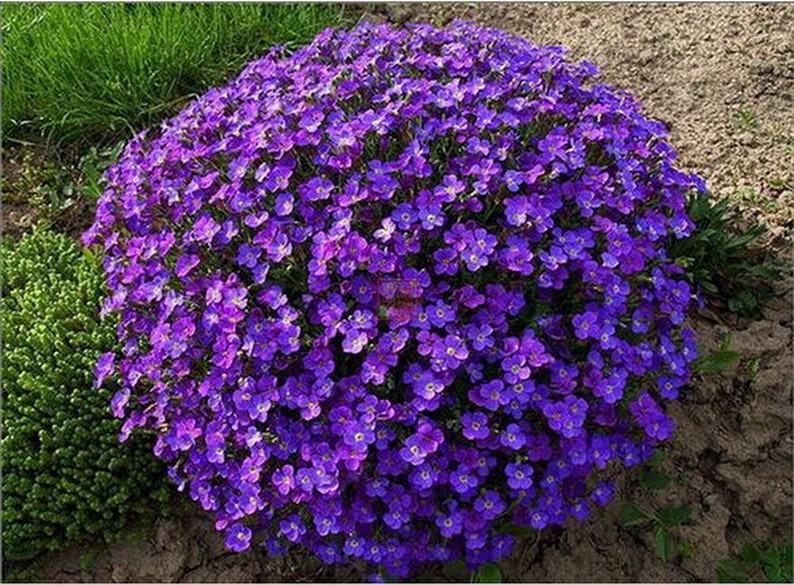 AUBRETIA ROYAL VIOLET 600 semi Pianta perenne immagine 2