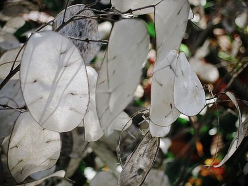 LUNARIA HONESTY Money Plant 100 seeds Etsy LUNARIA HONESTY Money Plant 100 seeds Etsy