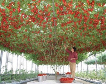 TOMATO GIANT TREE (15 seeds) Perennial