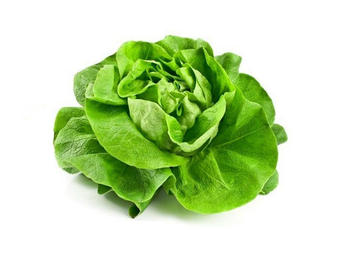 LETTUCE MAY KING Butterhead 5000 seeds very early variety Etsy