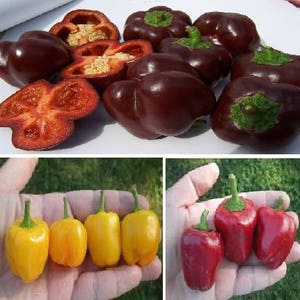 Sweet pepper MINI BELL (Chocolate, Yellow, Red)