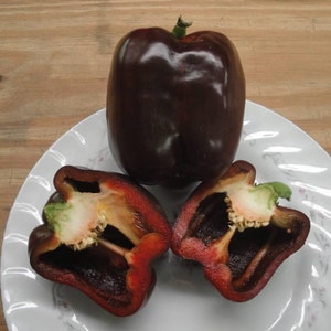 Sweet PEPPER - CHOCOLATE BEAUTY (20 seeds) One of the sweetest peppers!