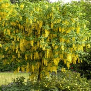 LABURNUM ANAGYROIDES 10 seeds Golden Rain image 3