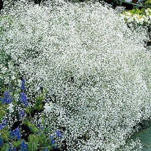 GYPSOPHILA PANICULATA Baby's Breath 'Snowflake' 600 seeds Perennial flower image 2