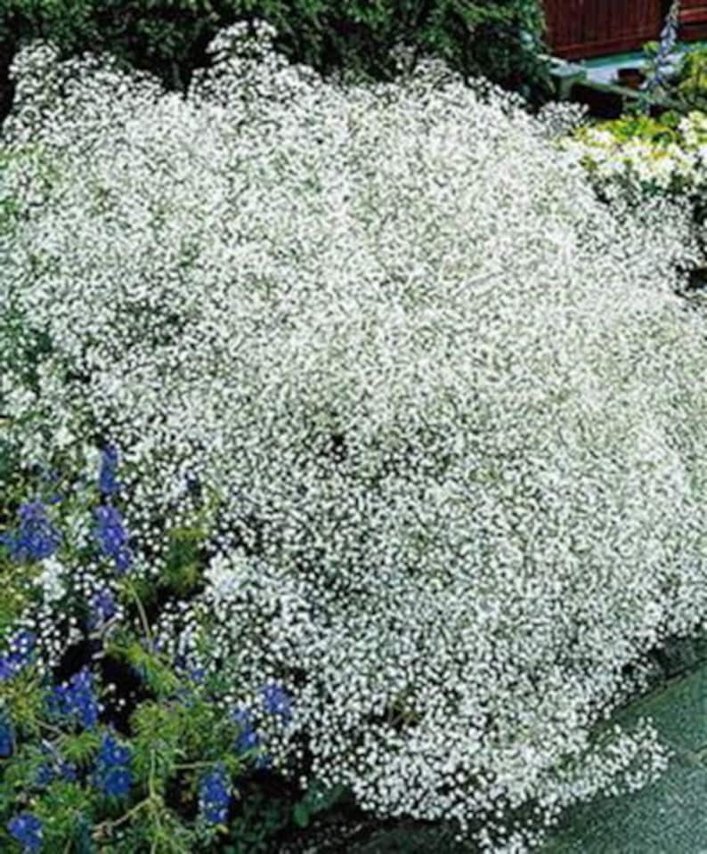 GYPSOPHILA PANICULATA Baby's Breath 'Snowflake' 600 seeds Perennial flower image 2