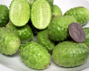 Cucumber - WEST INDIAN GERKIN (50 seeds)