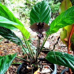 TACCA BAT FLOWER Black Tacca Chantrieri 5 seeds image 4