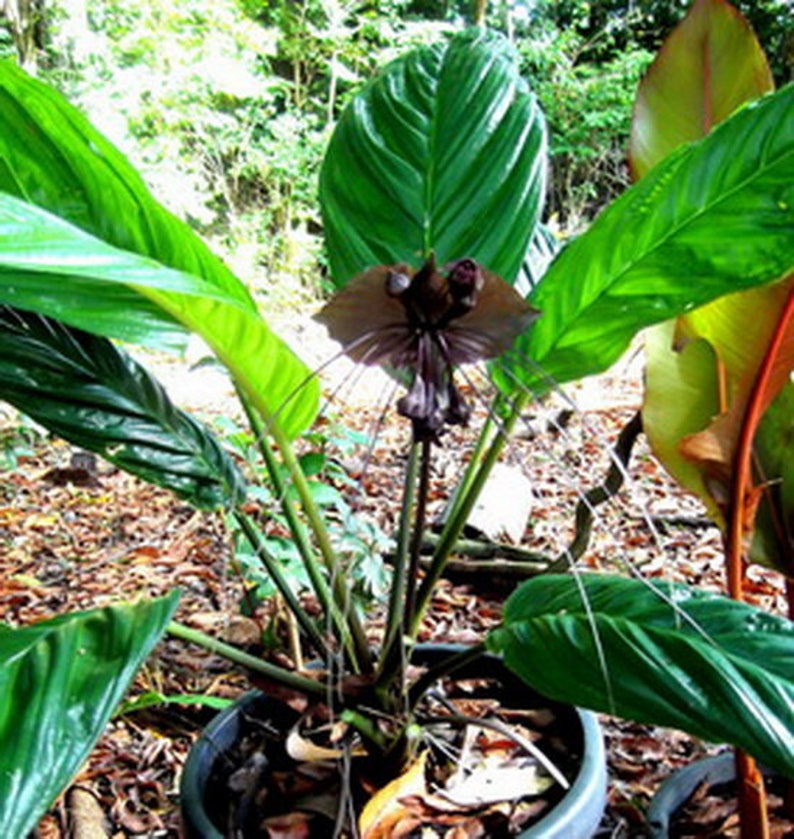 TACCA BAT FLOWER Black Tacca Chantrieri 5 seeds image 4