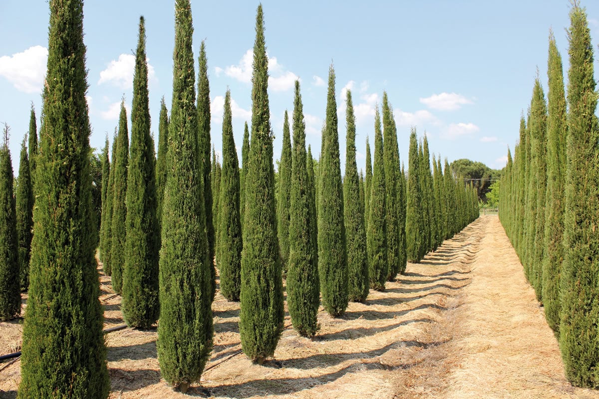 CUPRESSUS SEMPERVIRENS STRICTA Ciprus piramidal (50 graines
